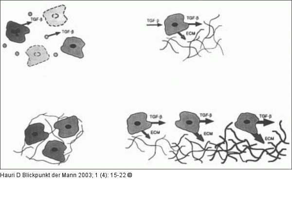 Schwellkörper - Extrazelluläre Matrix