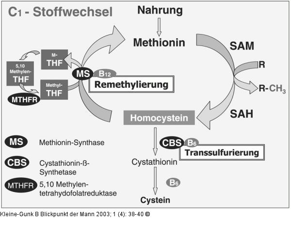 Homocystein-Stoffwechsel