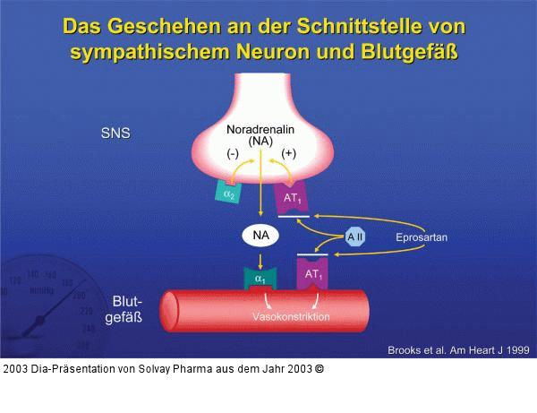 Das Geschehen an der Schnittstelle von sympathischem Neuron und Blutgefäß