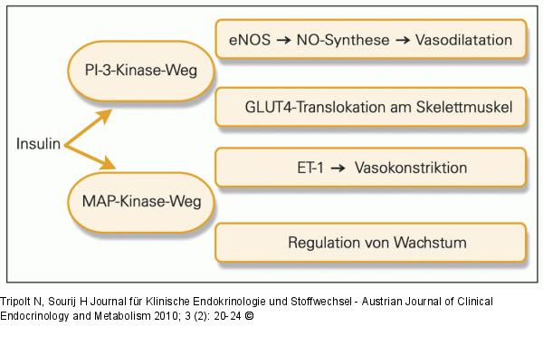 Insulinsignalkaskade
