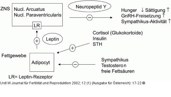 Leptin - Neuropeptid Y