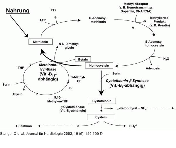 Homocystein-Stoffwechsel