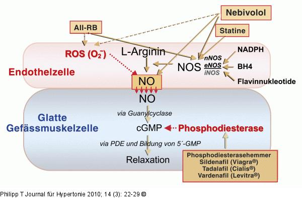 NO-/Arginin-System
