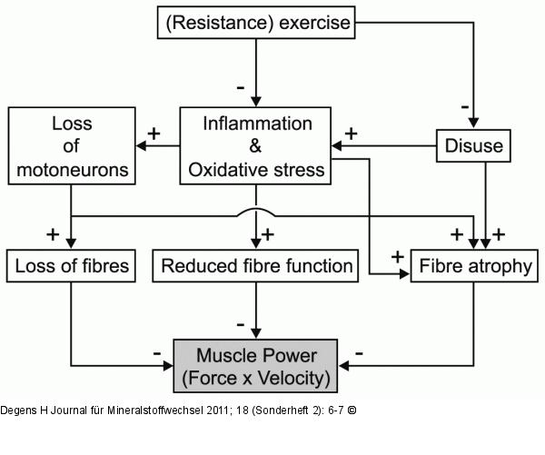 Sarcopenia