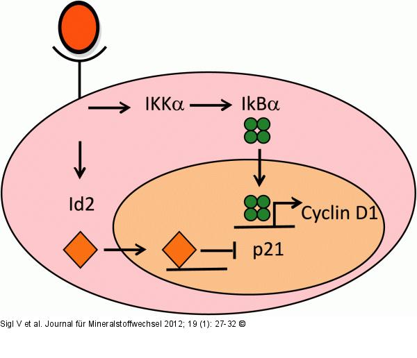 RANK/RANKL-Signalweg