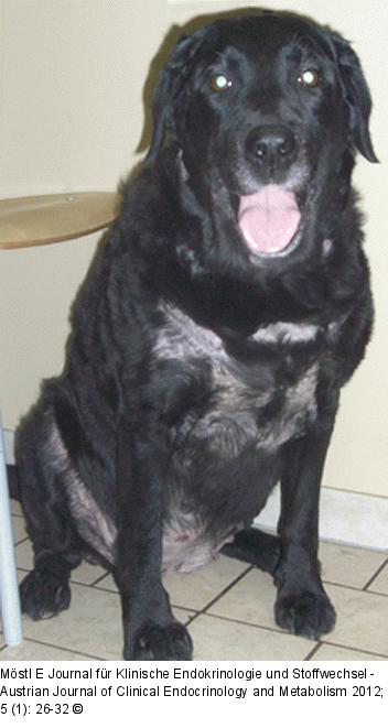 Hund - Hyperadrenokortizismus
