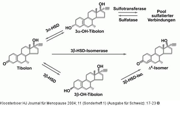Tibolon - Metabolismus