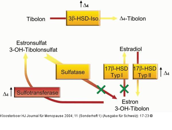 Tibolon - Metabolismus