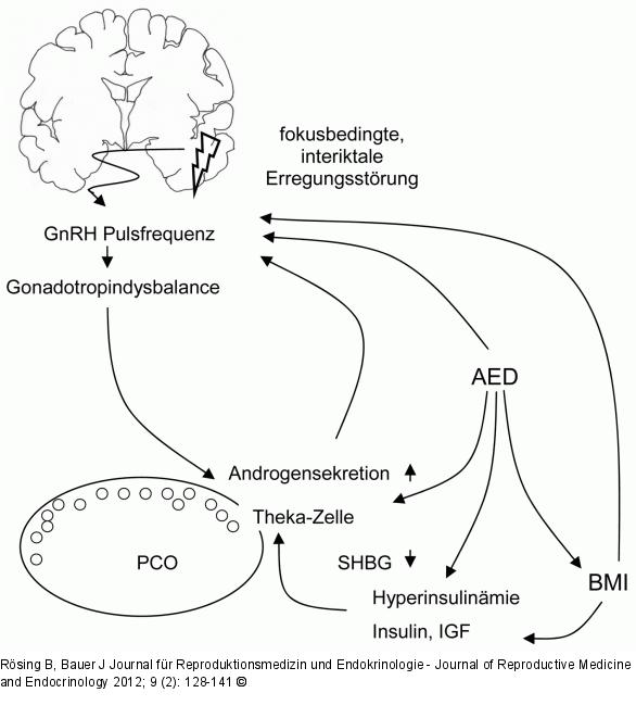 Epilepsie - AED - endokrine Organe