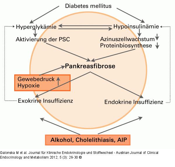 Exokrine - Endokrine - Dysfunktion   