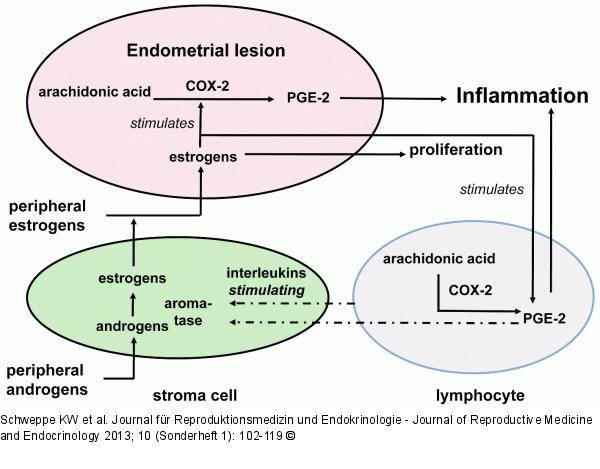 Vicious circle in the endometrial focus