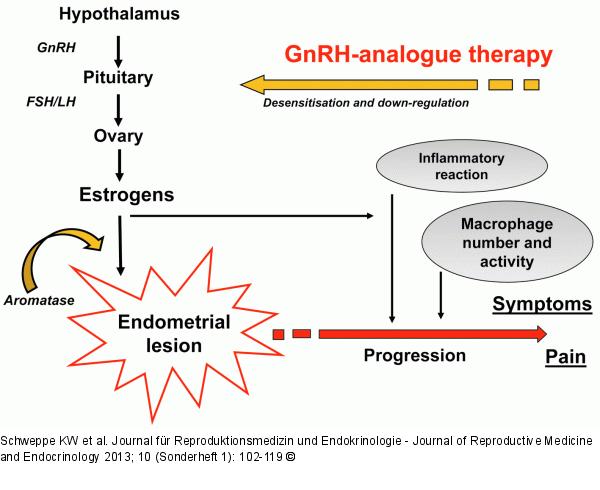 Mechanisms of action of GnRH agonists