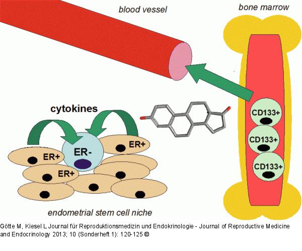 Effects of estrogen on adult stem cell recruitment