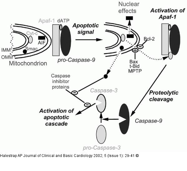 Mitochondrien - Apoptose