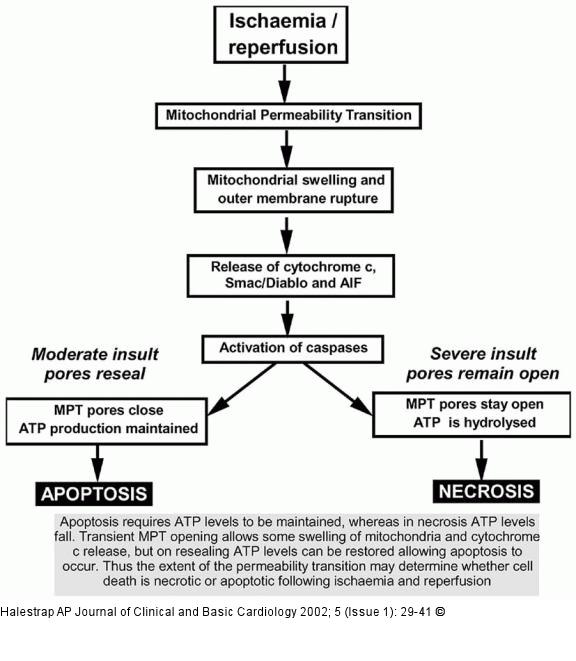 Mitochondrien - Apoptose