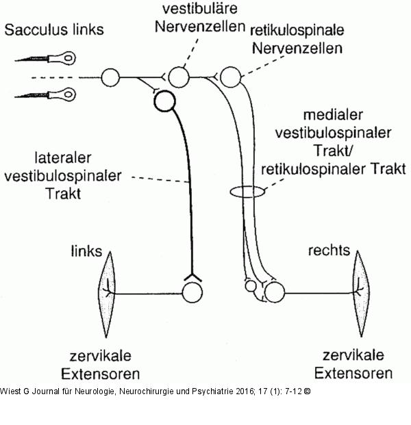 Neuronale Verschaltung