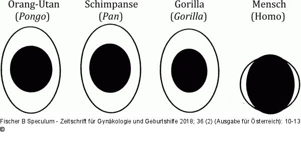 Geburtskanal - Kopfgröße