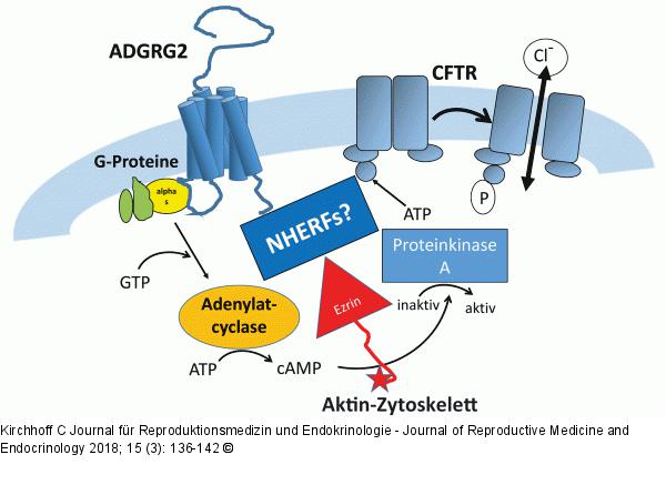 ADGRG2-Rezeptor - CFTR-Ionenkanal