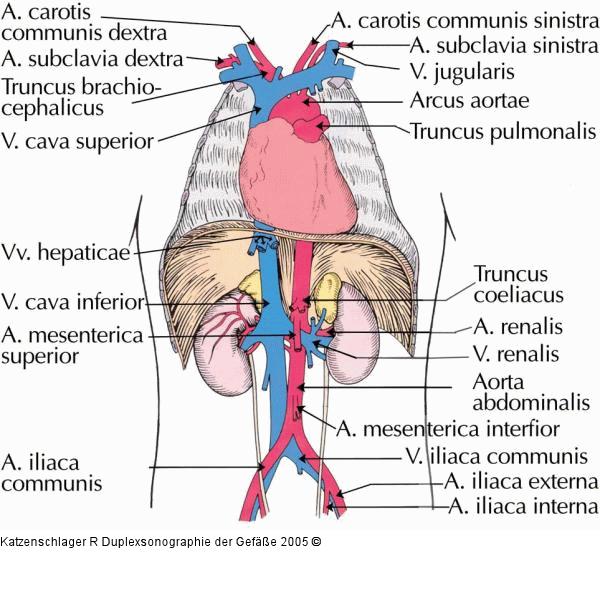 Duplexsonographie - A. abdominalis-Abgänge