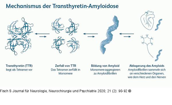 Transthyretin-Amyloidose