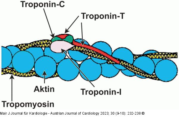 Quergestreifte Muskulatur - Print-Abbildung 1