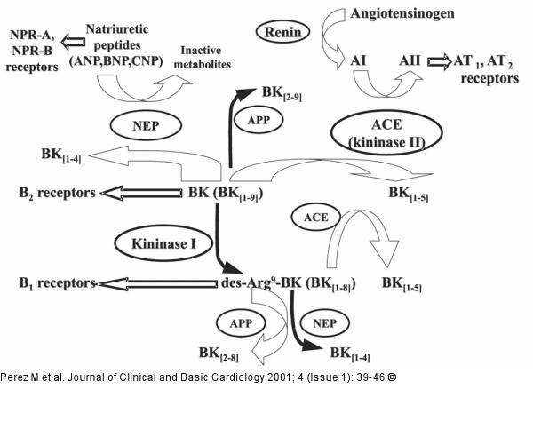 Bradykininmetabolismus