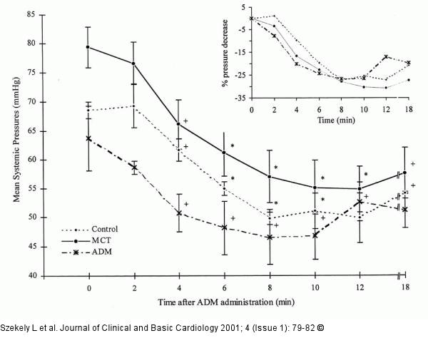 Adrenomedullin - Blutdruck