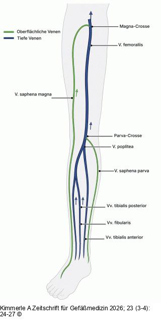 Venensystem