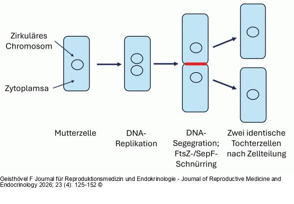 Zellteilung