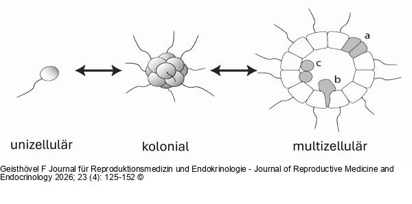 Zellteilung