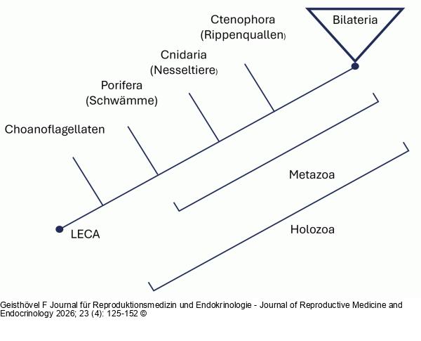 Kladogramm