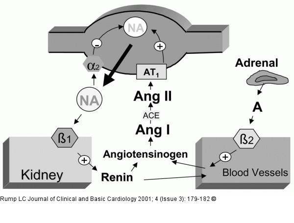 Noradrenalin - Angiotensin II