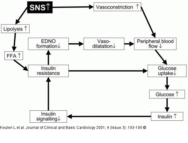 Hyperinsulinämie - Insulinresistenz