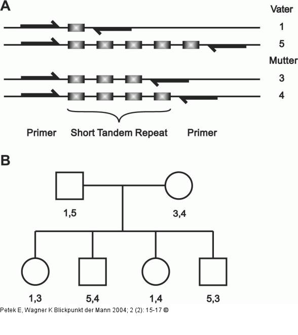 Short Tandem Repeat - Elterliche Verteilung