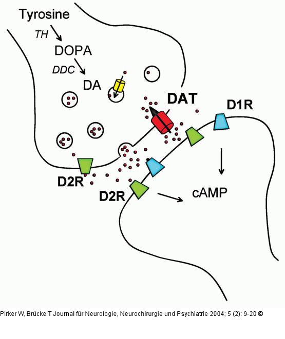 Dopaminerage Synapse