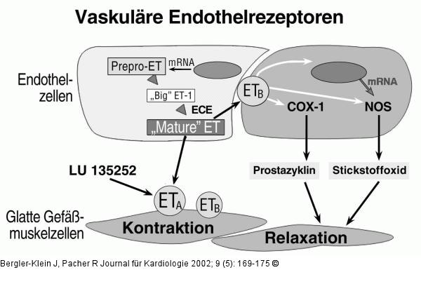 Vaskuläre Endothelrezeptoren