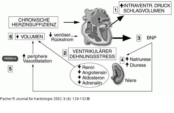 BNP -  Definition und Pathophysiolgie