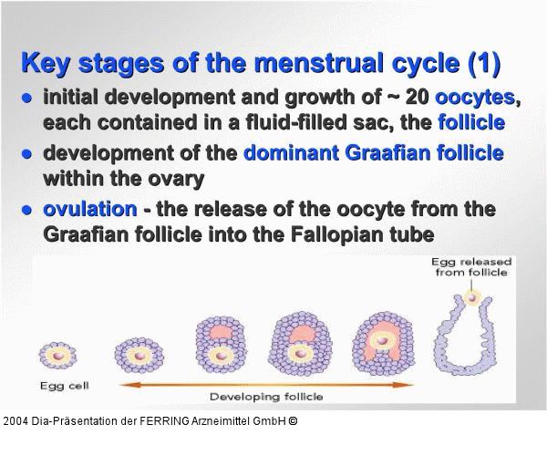 Weibliche Reproduktion - Menstruationszyklus
