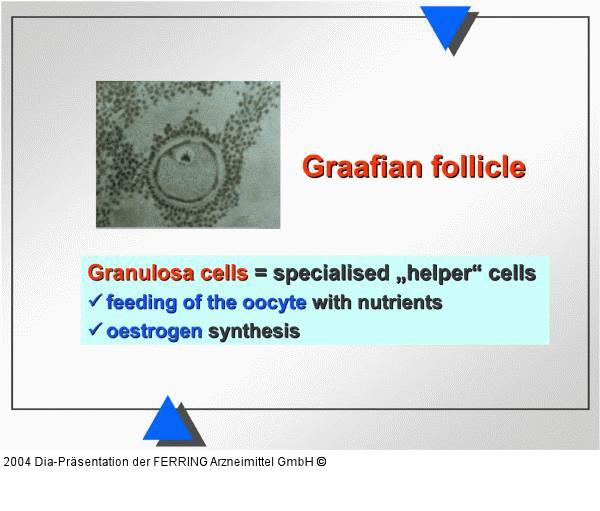 Weibliche Reproduktion - Graaf-Follikel