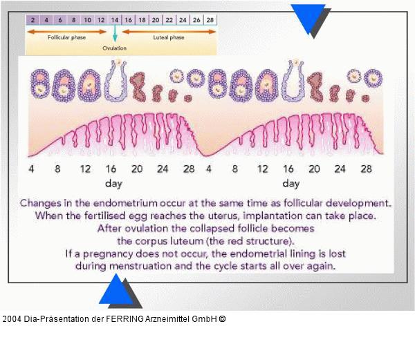 Weibliche Reproduktion - Ovulation