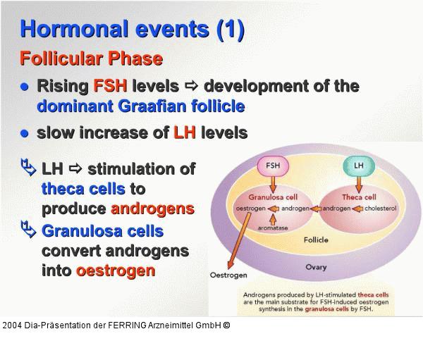 Weibliche Reproduktion - Hormonelle Ereignisse