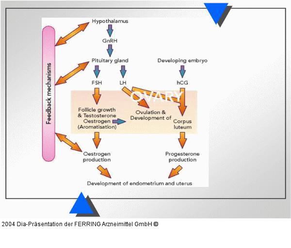 Weibliche Reproduktion - Feedback-Mechanismen