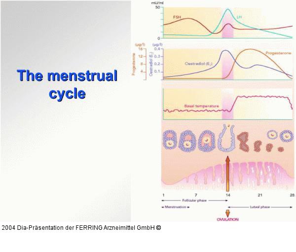Weibliche Reproduktion - Menstruationszyklus