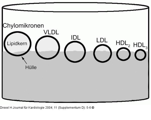 Lipoprotein - Fett - Dichte