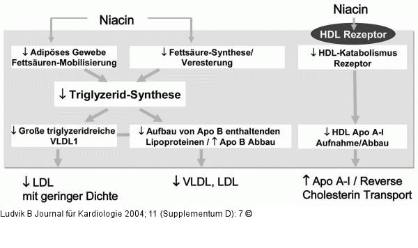 Niacin - Wirkmechanismus