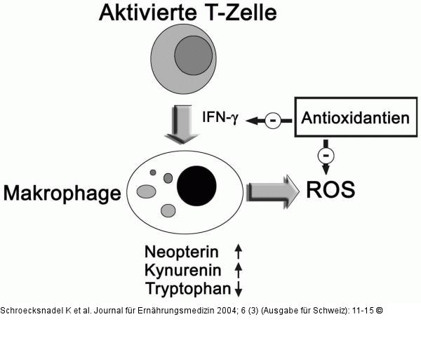 Th1-Typ-Zytokin Interferon-γ (IFN-γ)