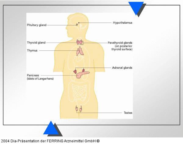 Endokrinologie - Mann