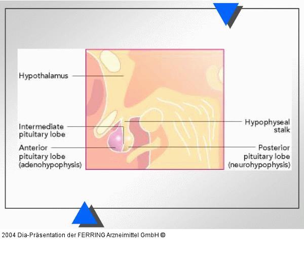 Hypophyse - Hypothalamus