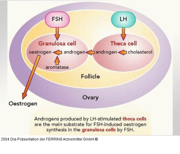 LH-Stimulation - FSH