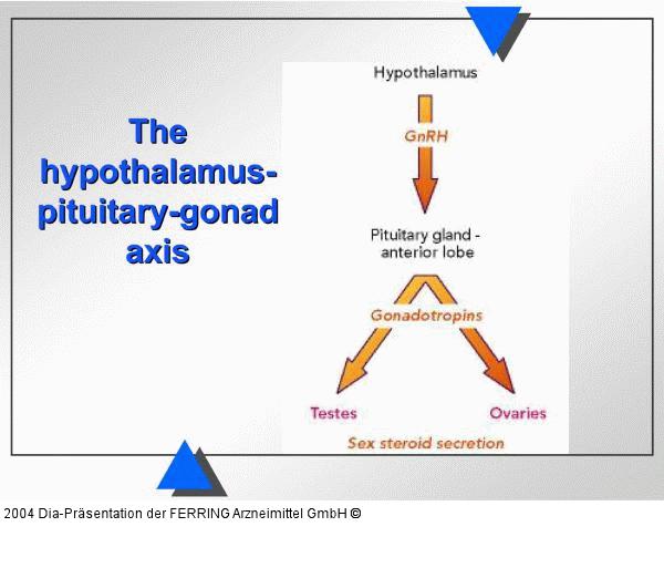 Hypothalamus - Hypophyse